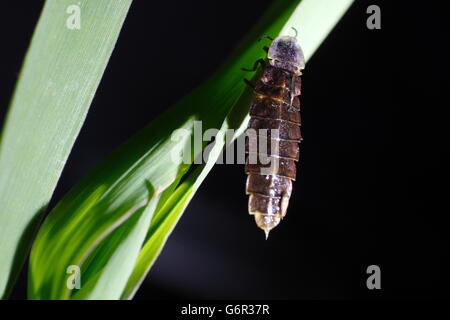 Glow Worm Beetle, femme, Basse-Saxe, Allemagne / (Lampyris noctiluca) Banque D'Images