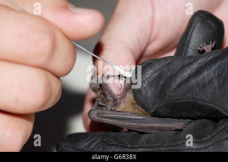 Noctule, échantillon de salive pour la traduction de l'information génétique, Brandebourg, Allemagne / (Nyctalus noctula) Banque D'Images