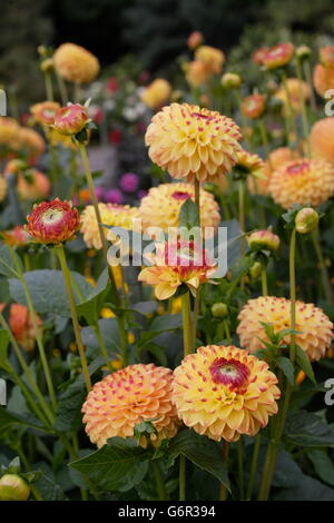 Dahlias 'Linos' / (Dahlia hybrida) Banque D'Images