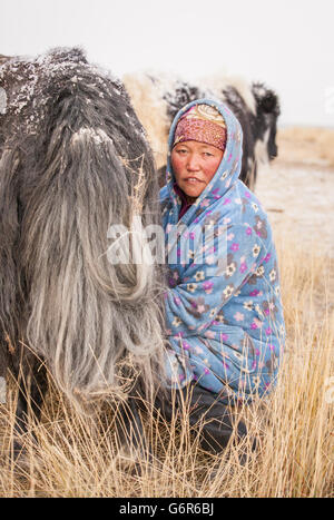 Femme nomade un Yak de traite Banque D'Images