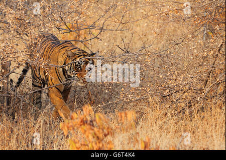 Un jeune tigre marchant dans les bosquets Banque D'Images