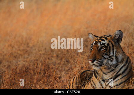 Un tigre du Bengale Close up Banque D'Images