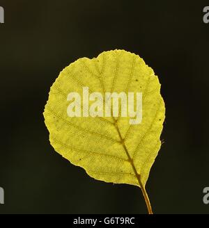 Feuille d'un aulne glutineux Alnus glutinosa contre la lumière. Banque D'Images