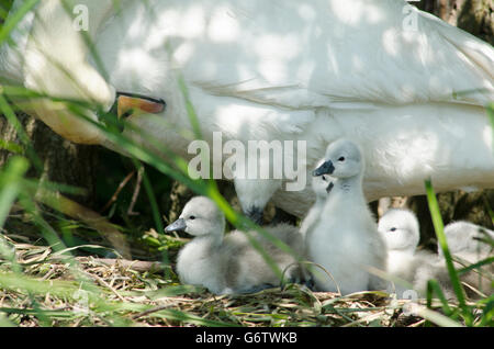 [Le Cygne tuberculé Cygnus olor]. La mère et les bébés sur le nid. Cygnets sont très jeunes. Norfolk Broads, UK. De juin. Banque D'Images