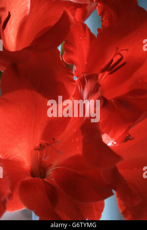 Close up bright rouge ardent des glaïeuls Banque D'Images