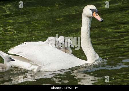 Le Cygne Tubercule Cygnus Olor Portant Des Bebes Sur Le Dos A La Riviere Ant Les Norfolk Broads Uk Photo Stock Alamy