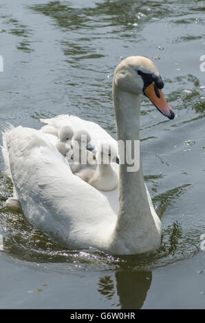 [Le Cygne tuberculé Cygnus olor] portant des bébés sur le dos à la rivière ant, les Norfolk Broads, UK Banque D'Images