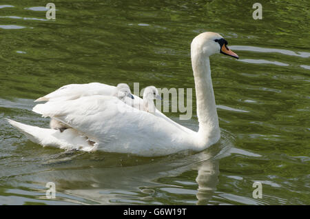 [Le Cygne tuberculé Cygnus olor] portant des bébés sur le dos à la rivière ant, les Norfolk Broads, UK Banque D'Images
