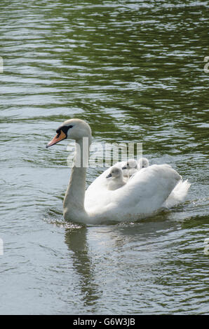 [Le Cygne tuberculé Cygnus olor] portant des bébés sur le dos à la rivière ant, les Norfolk Broads, UK Banque D'Images