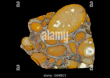 Hertfordshire puddingstone conglomérat, composé de roches sédimentaires de silex de cailloux de quartz cimentés par matrice, Hertfordshire Banque D'Images