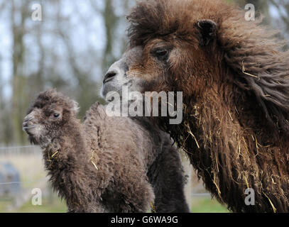 ABI, un chameau de Bactrian à deux bosses avec son veau d'une semaine qui doit encore être nommé dans leur enceinte au zoo Flamingo Land, Pickering, North Yorkshire. Banque D'Images