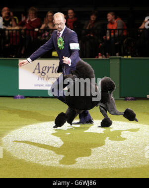 Crufts 2014 Banque D'Images