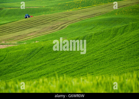 Paysage minimaliste avec des champs verts dans la région de Tuscany-Italy Banque D'Images