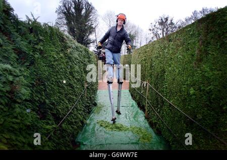 Haut-ho! Le travail va à Edward Heyes en donnant au kilomètre de Lawson Cypress de The Amazing Hedge Puzzle sa coupe annuelle. Edward et son frère Lindsay construisit le labyrinthe en 1977 à Symonds Yat près de Ross-on-Wye dans le Monbucshire pour commémorer le Jubilé d'argent de la reine Elizabeth II Les haies de deux mètres de haut prennent six semaines à tondre - et le côté ensoleillé de la haie obtient une deuxième coupe plus tard dans l'année. Le labyrinthe est organisé en sept octagons concentriques et le plus court des 12 routes vers le centre est de 180 mètres, mais les visiteurs peu méfiants peuvent découvrir 13 autres routes qui sont des extrémités mortes. Les labyrinthes ont Banque D'Images