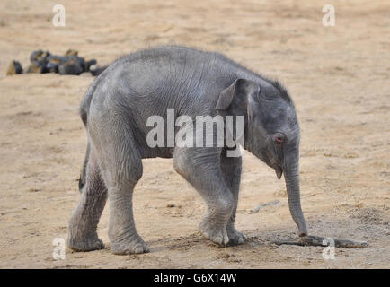 Un veau d'éléphant indien sans nom dans son enceinte au zoo de Twycross, Warwickshire, né dans les premières heures le mardi 4 mars à Noorjahan, 18 ans, un des troupeaux de quatre éléphants indiens au zoo, après une grossesse de 22 mois. Banque D'Images