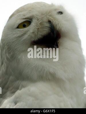 Un hibou des neiges se trouve dans un champ à Dunwich, Suffolk. Fetlar, âgé de cinq ans, qui s'élève à 20 pouces et possède une aile de 4 pieds de 6 pouces, est en rocheuse dans les arbres à Dunwich, Suffolk, après avoir pris l'avion du sanctuaire de la chouette du Suffolk à Stonham Aspal, Suffolk, à la fin du mois dernier. Banque D'Images