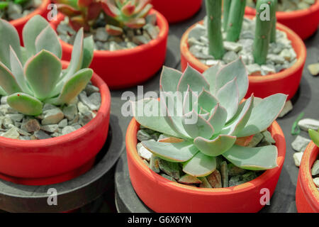 Aeonium vert Succulent Plant en Pot de fleur rouge rose rose. Banque D'Images