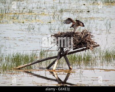 Osprey maman à après ses poussins dans le nid Banque D'Images