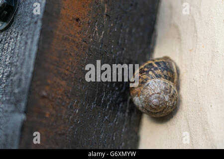 Sur le mur du jardin de l'escargot Banque D'Images