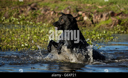 Lab mix chien jouant dans l'eau, en Louisiane Banque D'Images