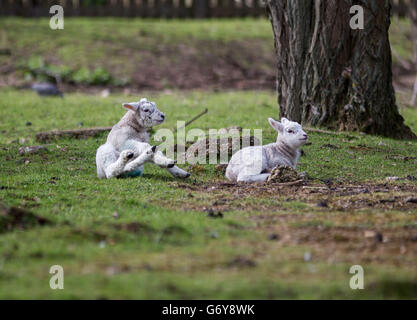 Les agneaux jouent dans les champs de Staines-upon-Thames, dans le Surrey, tandis que le beau temps se poursuit dans tout le Royaume-Uni. Banque D'Images