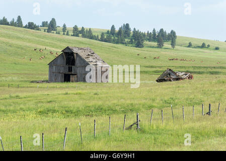 Troupeau de vache et pâturage elk veau près d'une ancienne grange sur Oregon's Prairie Zumwalt. Banque D'Images