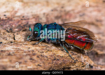 Ruby-tailed wasp (Chrysis sp.). Famille Chrysididae guêpe coucou dans avec des marquages rouges et bleu métallique, aka guêpe émeraude Banque D'Images