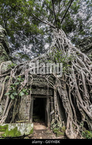 Strangler fig de plus en plus, la porte du temple Ta Prohm, près de Siem Reap au Cambodge Banque D'Images