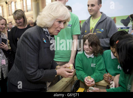 La duchesse de Cornwall parle aux enfants de l'école Hargrave Park à Islington alors qu'elle tient un poussin Pekin Bantam de trois jours lors d'une visite au salon du jardin comestible qui s'est tenu à Alexandra Palace, Londres. Banque D'Images