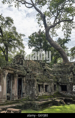 Côté Ouest de Ta Prohm avec le célèbre grand arbre vu thitpic à partir de l'arrière, près de Siem Reap, Cambodge Banque D'Images