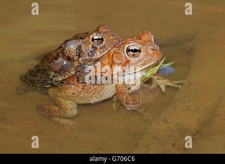 Les crapauds (Bufo americanus, (Anaxyrus americanus), le Maryland, la paire en amplexus Banque D'Images