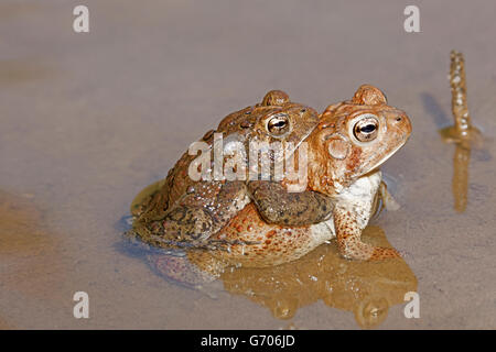 Les crapauds (Bufo americanus, (Anaxyrus americanus), le Maryland, la paire en amplexus Banque D'Images