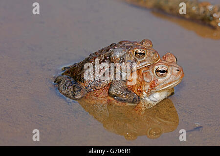 Les crapauds (Bufo americanus, (Anaxyrus americanus), le Maryland, la paire en amplexus Banque D'Images