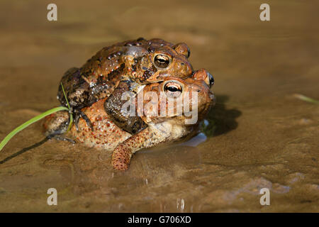 Les crapauds (Bufo americanus, (Anaxyrus americanus), le Maryland, la paire en amplexus Banque D'Images