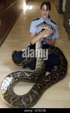 Rapport sur la RSPCA animaux exotiques Banque D'Images