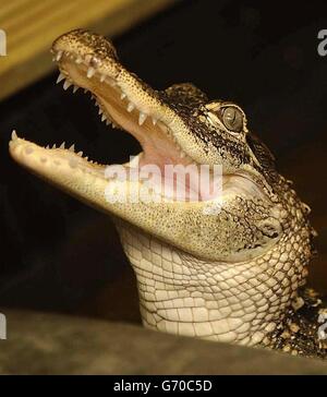 Rapport sur la RSPCA animaux exotiques Banque D'Images