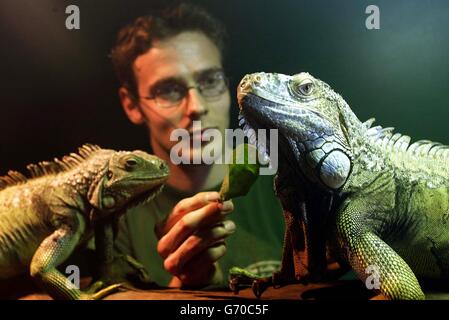 Le conservateur Stewart Dodsworth, 23 ans, avec quelques-uns des Iguanas sauvés exposés à l'Exotic Animal Welfare Trust de Tow Law, dans le comté de Durham, comme un rapport de la RSPCA affirme qu'un nombre « considérable » de propriétaires d'animaux exotiques manquent de l'expérience ou des connaissances nécessaires pour s'occuper correctement de leurs animaux. Une grande partie de la faute est imputée aux mauvais standards d'aide et de conseils offerts aux propriétaires de novices par les animaleries, et le rapport souligne également un manque de vétérinaires capables de fournir des traitements pour les animaux exotiques. Banque D'Images