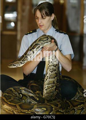 Rapport sur la RSPCA animaux exotiques Banque D'Images