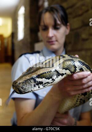 Rapport sur la RSPCA animaux exotiques Banque D'Images