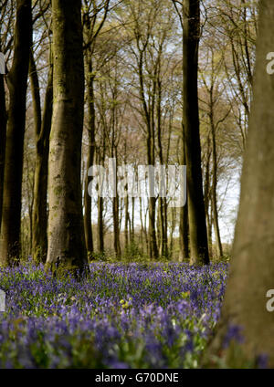 Bluecloches en fleur à Micheldever Wood, Hampshire, comme le Woodland Trust a dit que les bluecloches fleurissent beaucoup plus tôt que dans le printemps froid de l'année dernière, avec des expositions de pointe attendues à temps pour Pâques. Banque D'Images