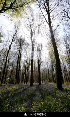 Bluecloches en fleur à Micheldever Wood, Hampshire, comme le Woodland Trust a dit que les bluecloches fleurissent beaucoup plus tôt que dans le printemps froid de l'année dernière, avec des expositions de pointe attendues à temps pour Pâques. Banque D'Images