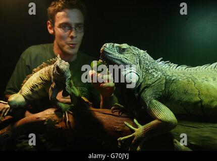 Le conservateur Stewart Dodsworth, 23 ans, avec quelques-uns des Iguanas sauvés exposés à l'Exotic Animal Welfare Trust de Tow Law, dans le comté de Durham, comme un rapport de la RSPCA affirme qu'un nombre « considérable » de propriétaires d'animaux exotiques manquent de l'expérience ou des connaissances nécessaires pour s'occuper correctement de leurs animaux. Une grande partie de la faute est imputée aux mauvais standards d'aide et de conseils offerts aux propriétaires de novices par les animaleries, et le rapport souligne également un manque de vétérinaires capables de fournir des traitements pour les animaux exotiques. Banque D'Images