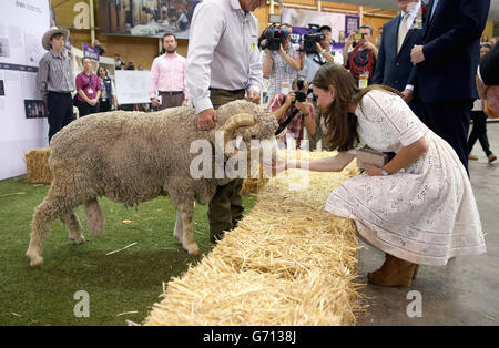 La duchesse de Cambridge rencontre un bélier appelé Fred alors qu'ils voient des stands agricoles au Royal Easter Show au parc olympique de Sydney pendant le douzième jour de la visite officielle du duc et de la duchesse de Cambridge en Nouvelle-Zélande et en Australie. Banque D'Images