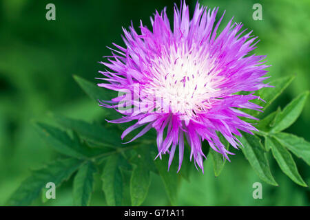 Bleuet (Centaurea / persan dealbata) / Bleuet blanchis Banque D'Images