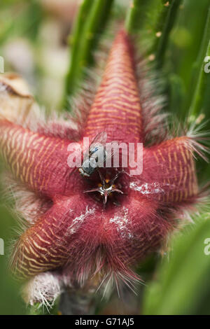 Voler sur des charognes (Stapelia gigantea) / Banque D'Images