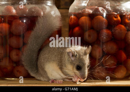 Fat loir, loir (Glis glis), les cerises confites, cave de stockage, de l'Europe Banque D'Images