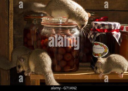 Fat loir, loir (Glis glis) pots de confiture, de stockage cave, Europe Banque D'Images