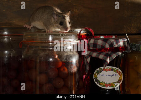 Fat loir, loir (Glis glis) pots de confiture, de stockage cave, Europe Banque D'Images