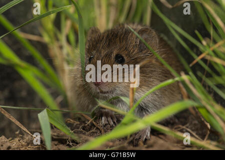 Campagnol des champs (Microtus arvalis), Basse-Saxe, Allemagne Banque D'Images