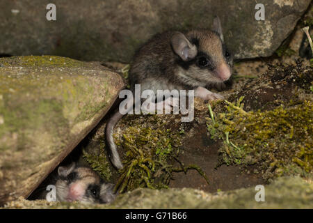 Jardin deux loirs (Eliomys quercinus), juvénile, Europe Banque D'Images